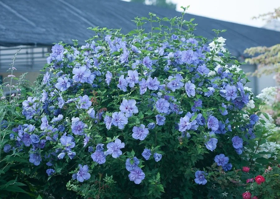 blue-chiffon-hibiscus-blue-flowers-flowering-shrub-proven-winners_14975.jpg