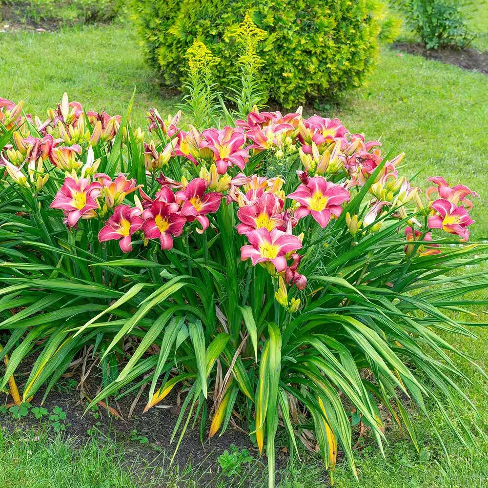 how-to-grow-and-care-for-daylilies-hero.jpg