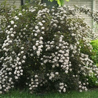 Ninebark Shrub