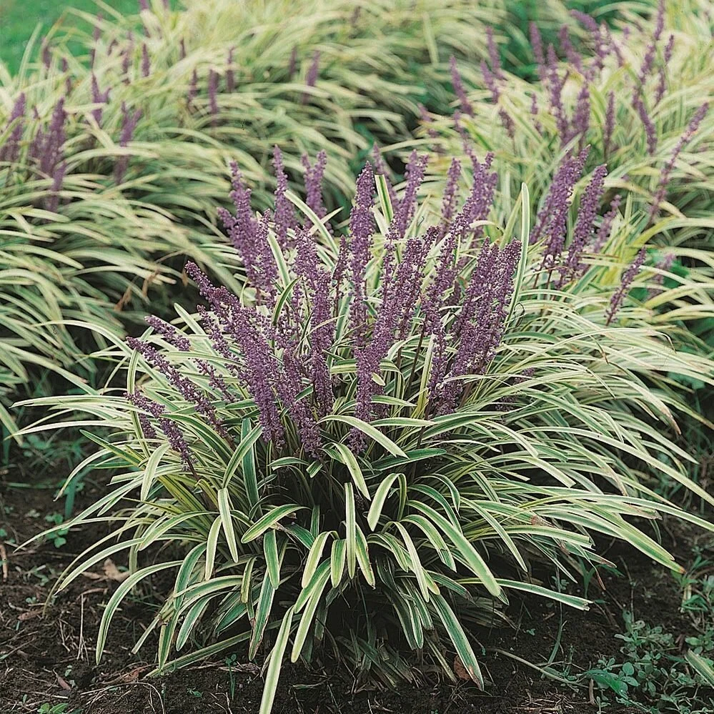 Liriope-muscari-Variegata--e1701201876114.jpeg