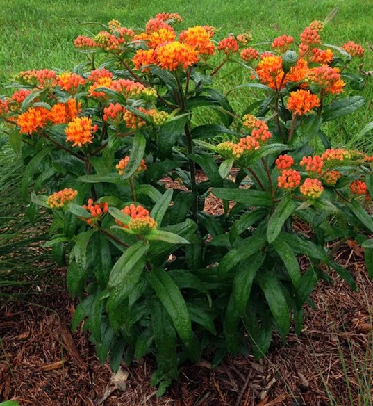 asclepias-tuberosa-butterfly-flower-habit.jpg