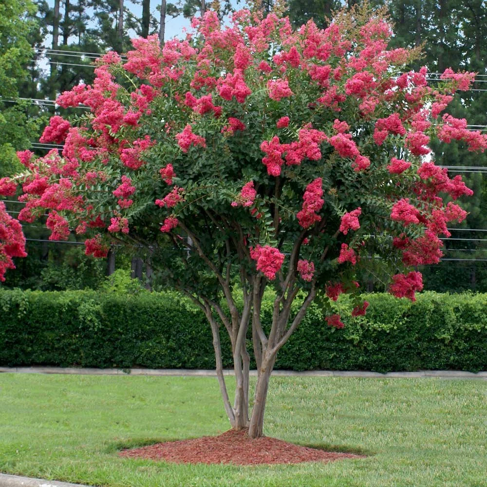 Tuscarora_Crape_myrtle_2_FGT_1200x.jpg