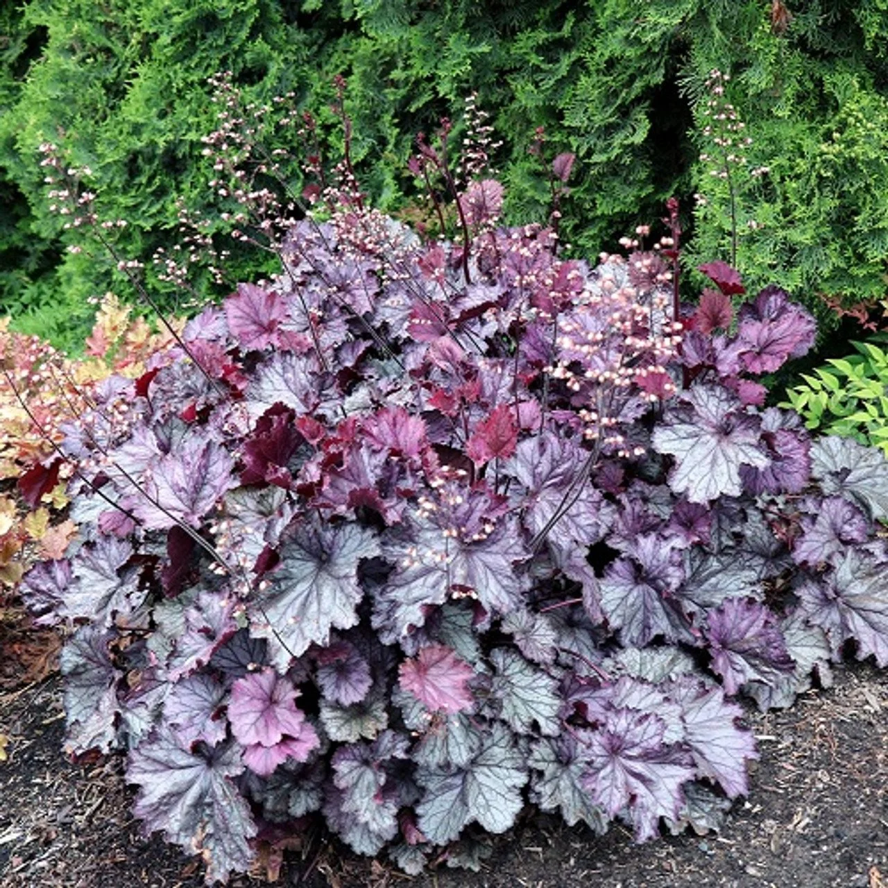 Heuchera-Northern-Exposure-Purple-3__96086.jpg