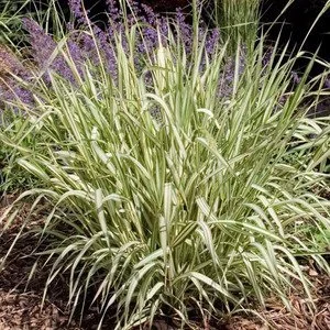 ribbongrass2_300x.jpg