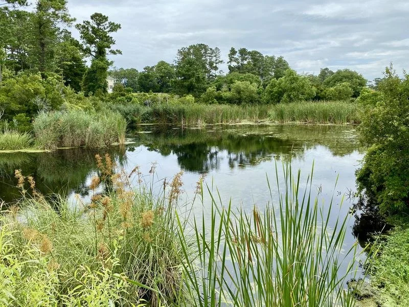 A calm pond surrounded by lush green trees and tall grasses, with a cloudy sky overhead.