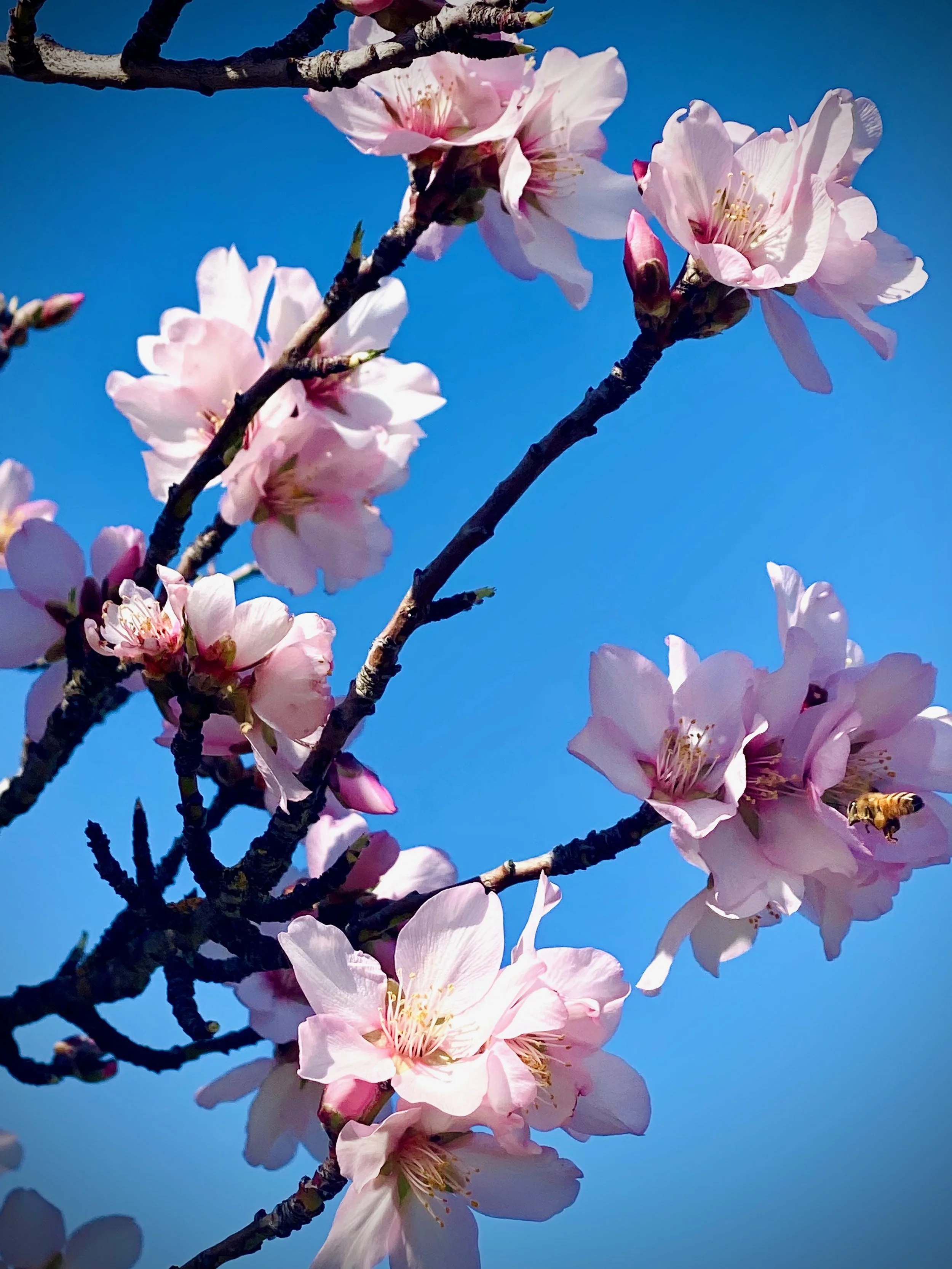 Pink cherry blossom flowers on a tree branch against a clear blue sky with a bee nearby.