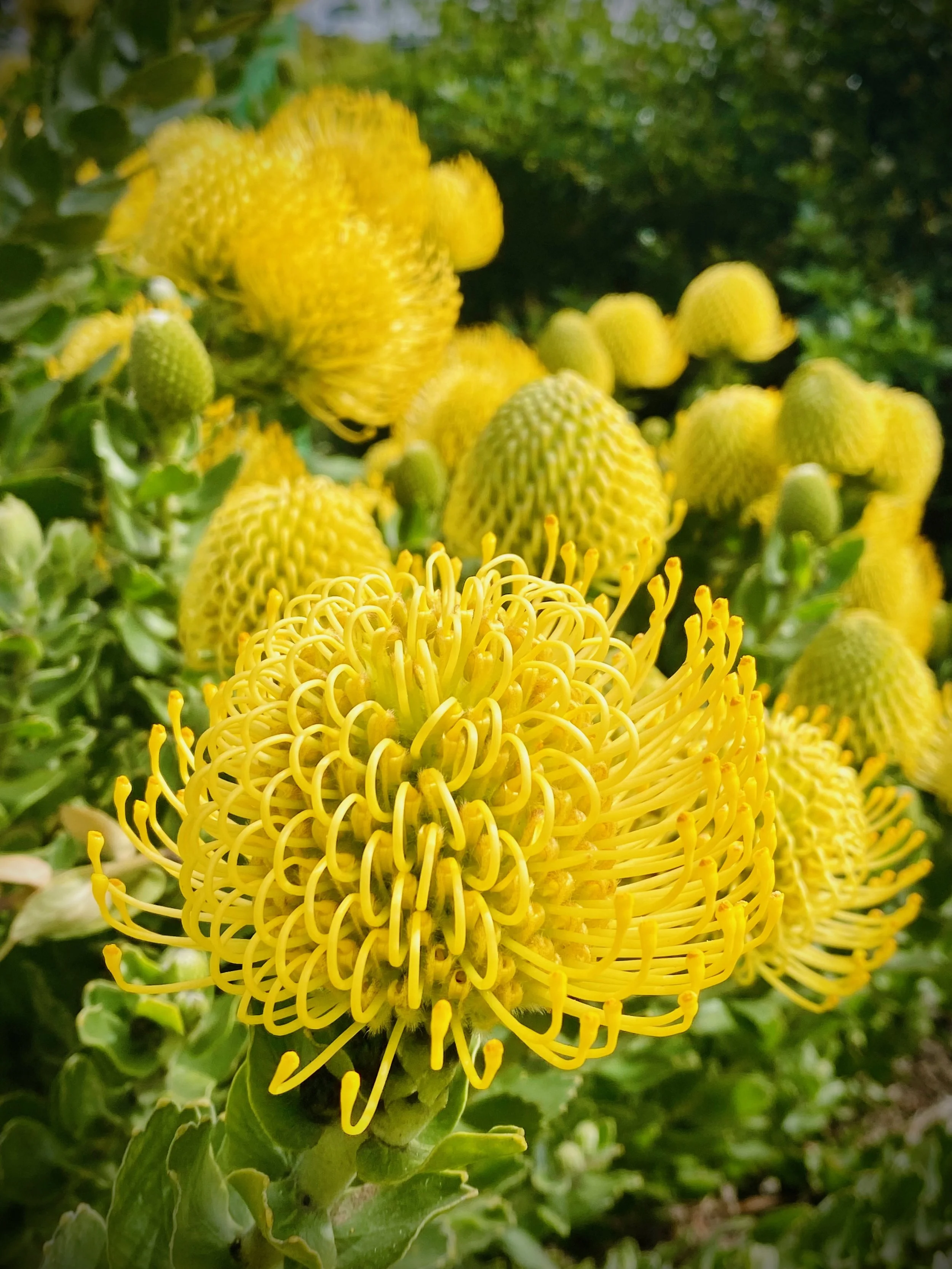 Close-up of a yellow pincushion protea flower with spiky, curling petals, surrounded by several other yellow flower buds and green foliage.