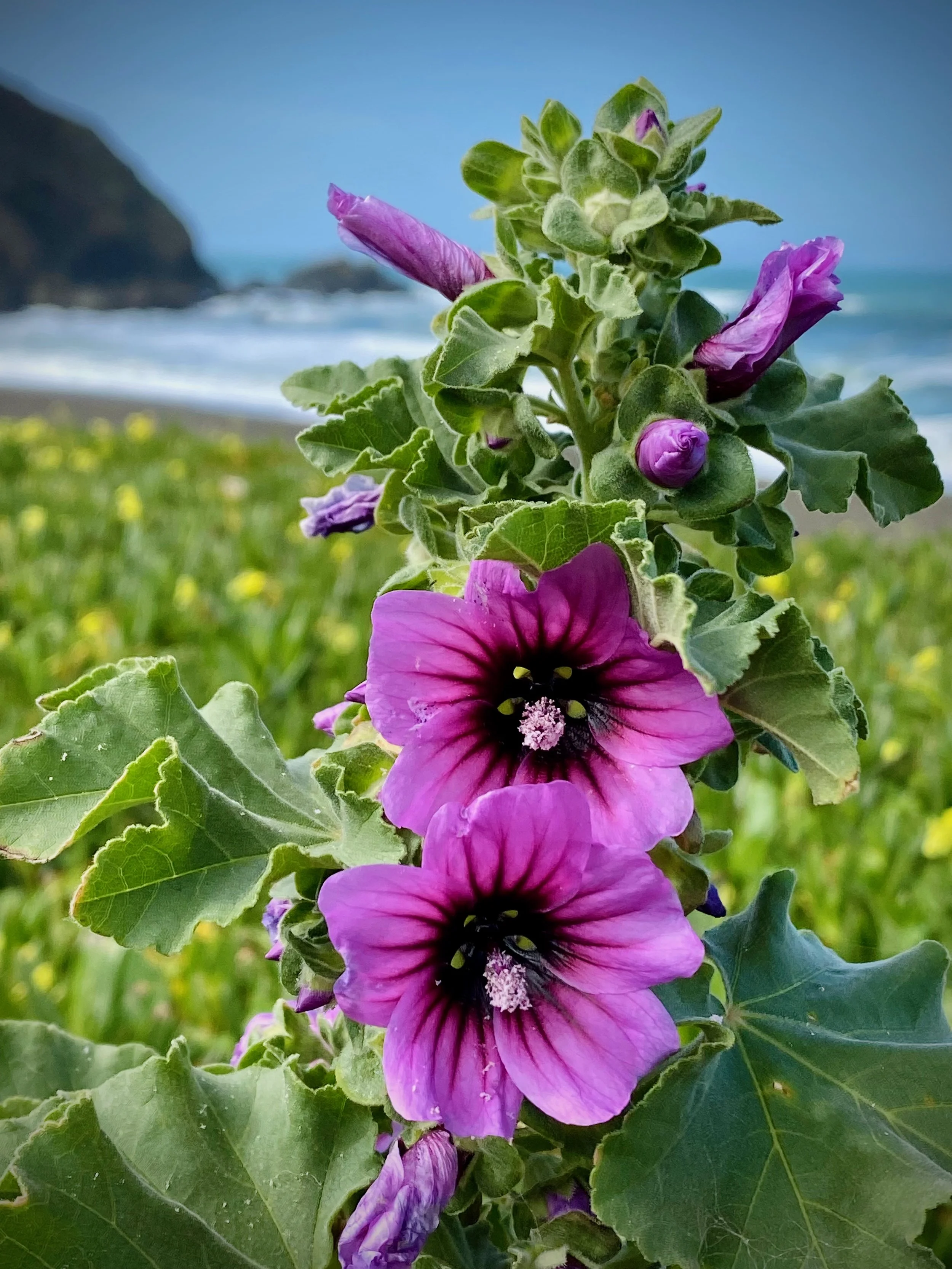 Close-up of purple hollyhock flowers with a beach and ocean in the background.