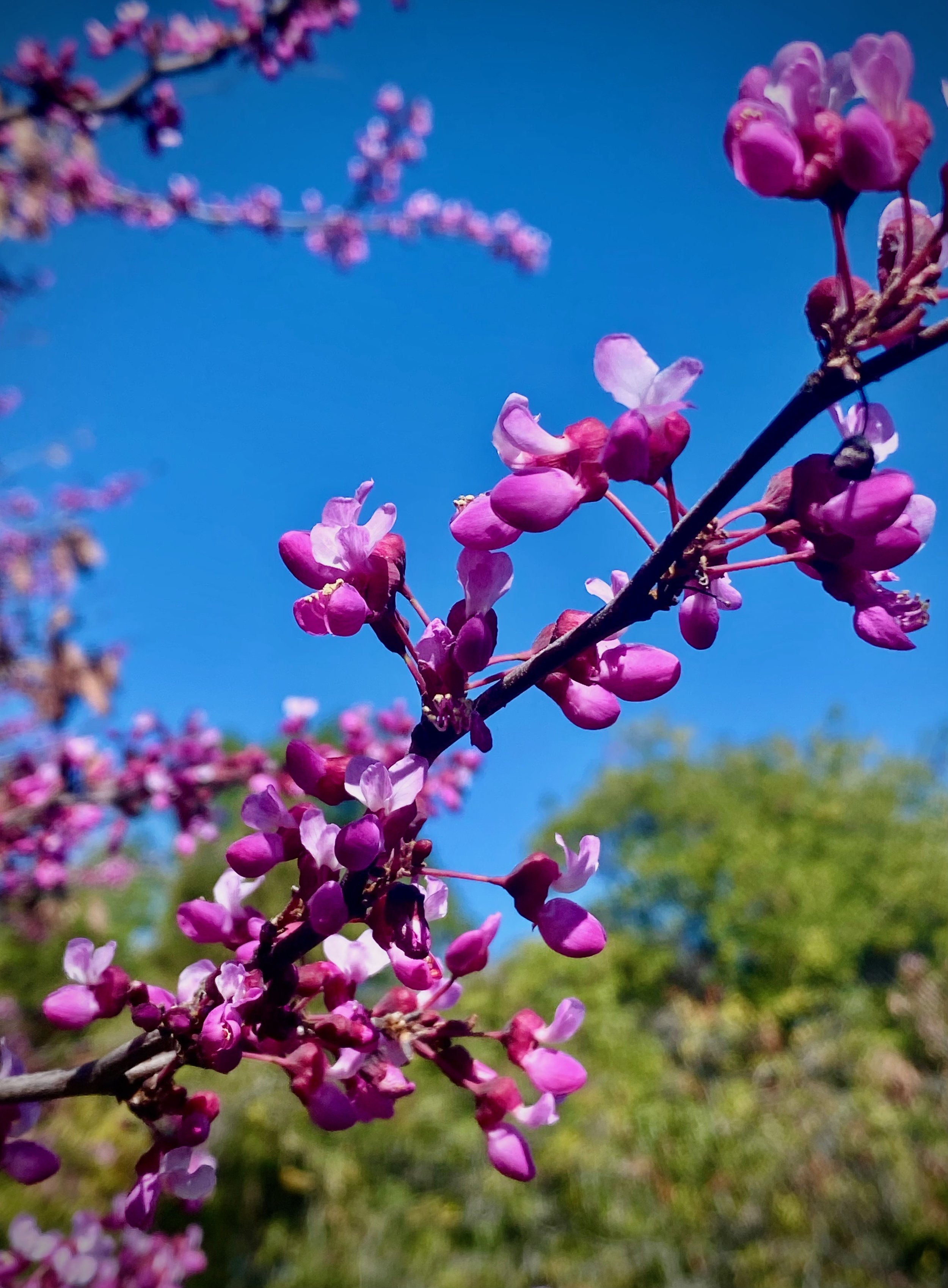 Close-up of pinkish-purple flowers on a thin branch with a blue sky background and blurred greenery.