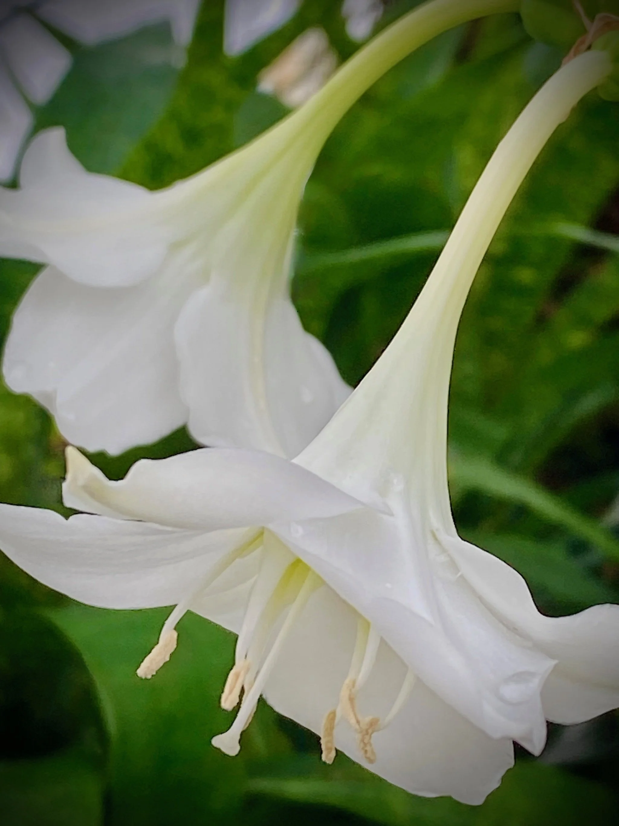 Close-up of a white flower with long, slender petals and green foliage in the background.