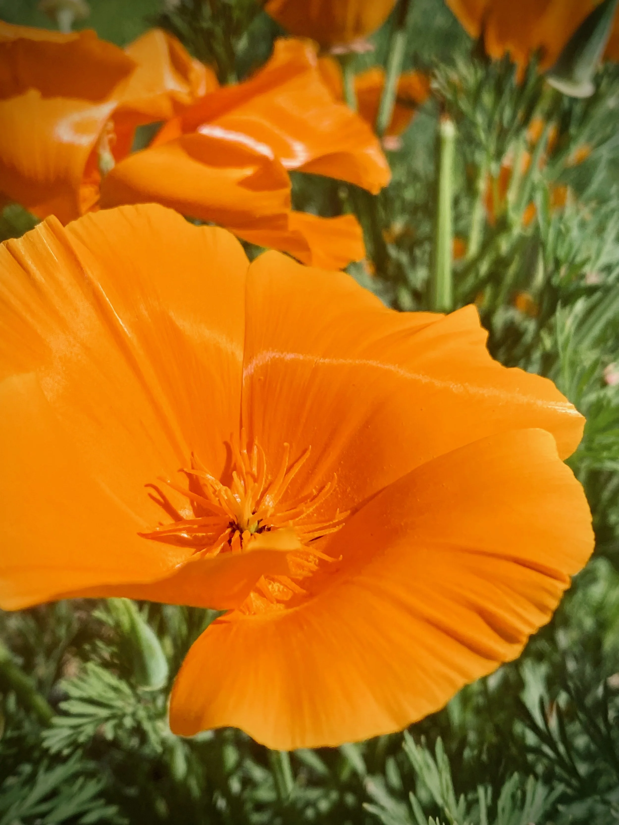 Golden Poppy