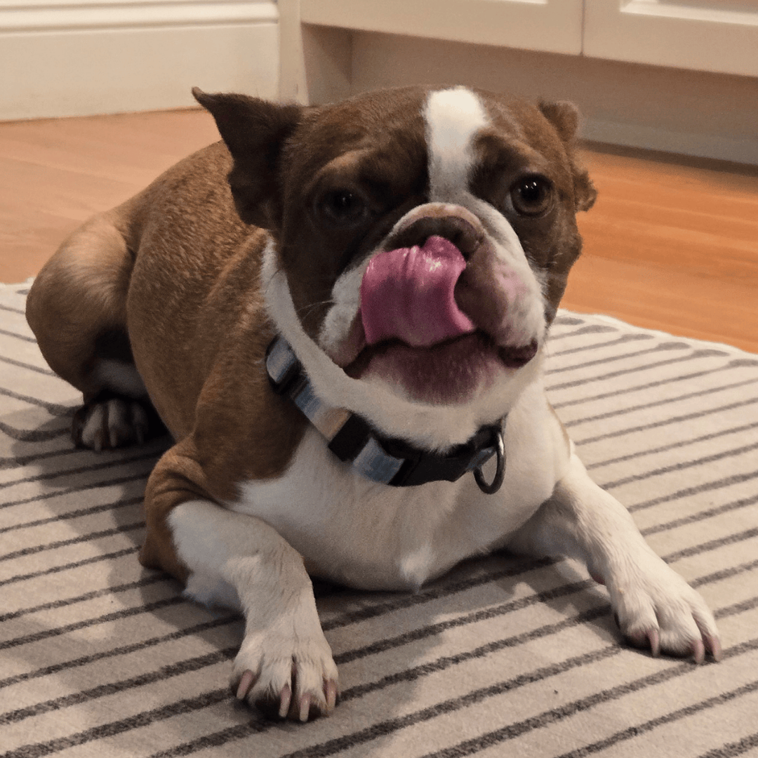 11 Days Housesitting in North Stamford 