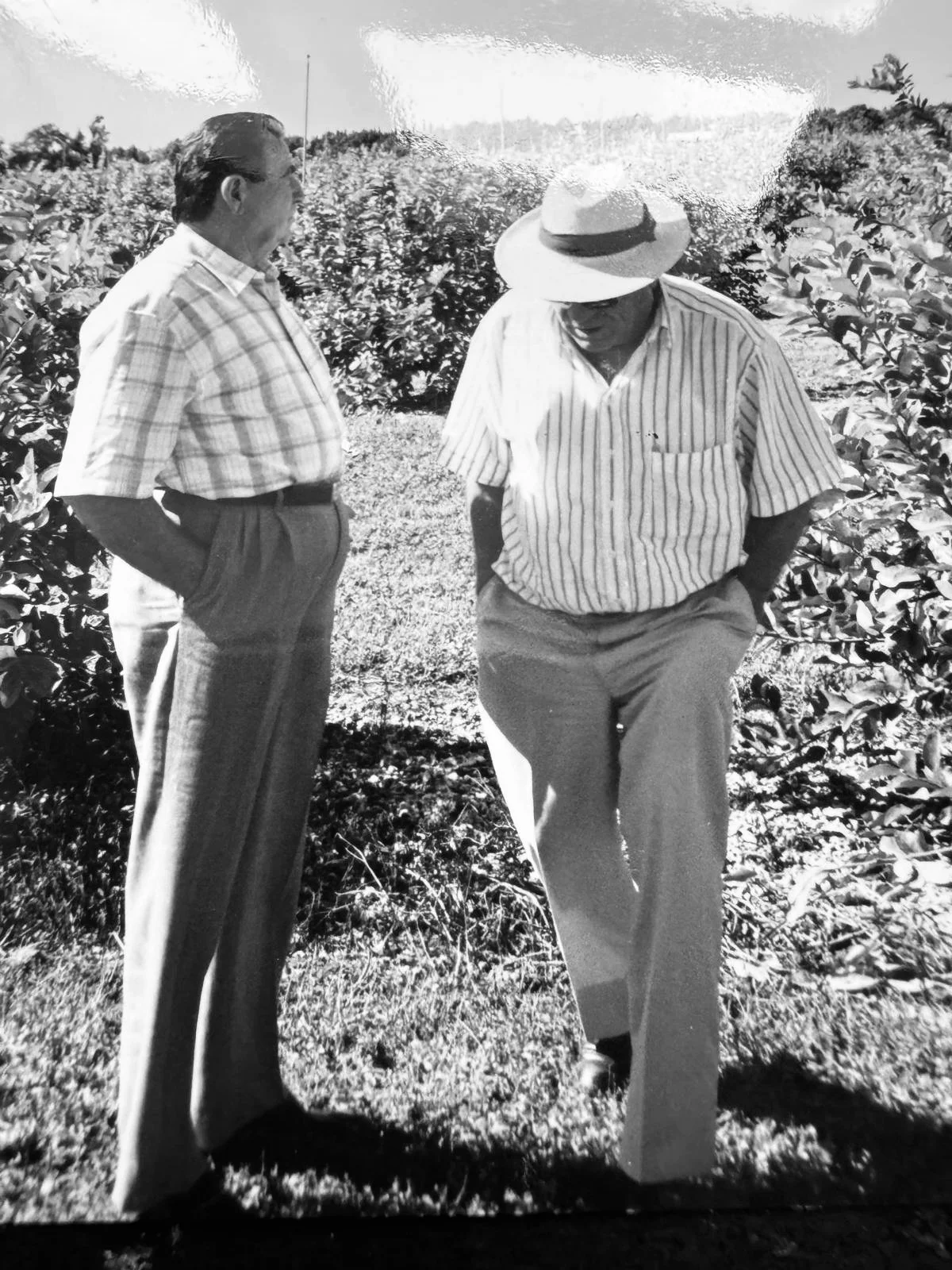 Two men standing in a field of avocados, engaged in conversation, with one wearing a hat and the other with his hands in his pockets.