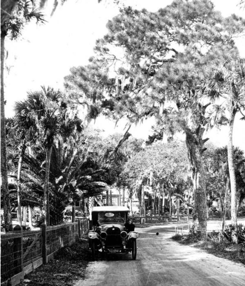 A vintage car parked on a dirt road lined with tall trees and tropical plants.