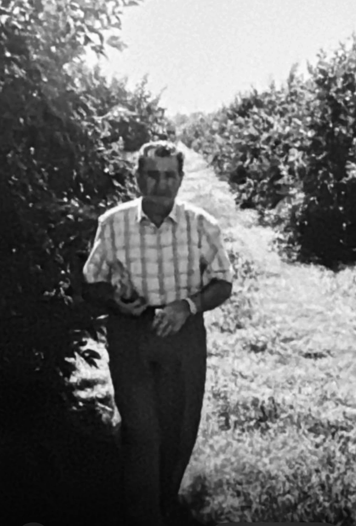 A man standing outdoors in a field with rows of avocado trees and bushes on either side.