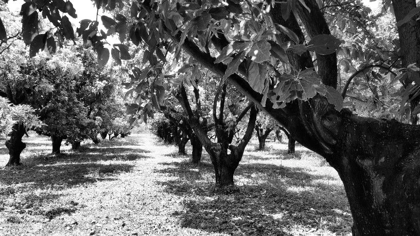 Black and white photo of orchard with rows of avocado trees and a dirt path.
