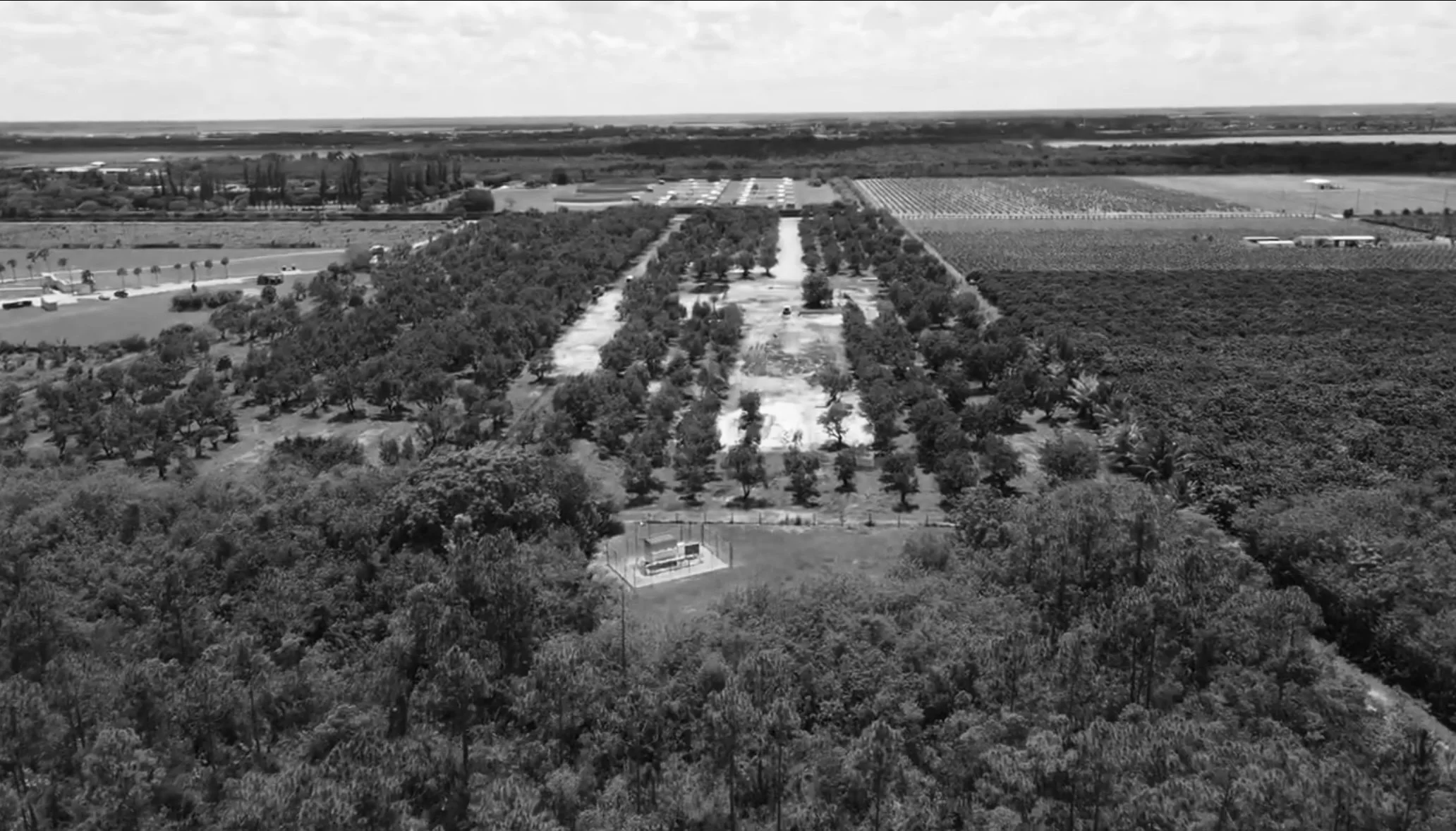 Aerial view of a large orchard with evenly spaced trees, surrounded by farmland and open fields.