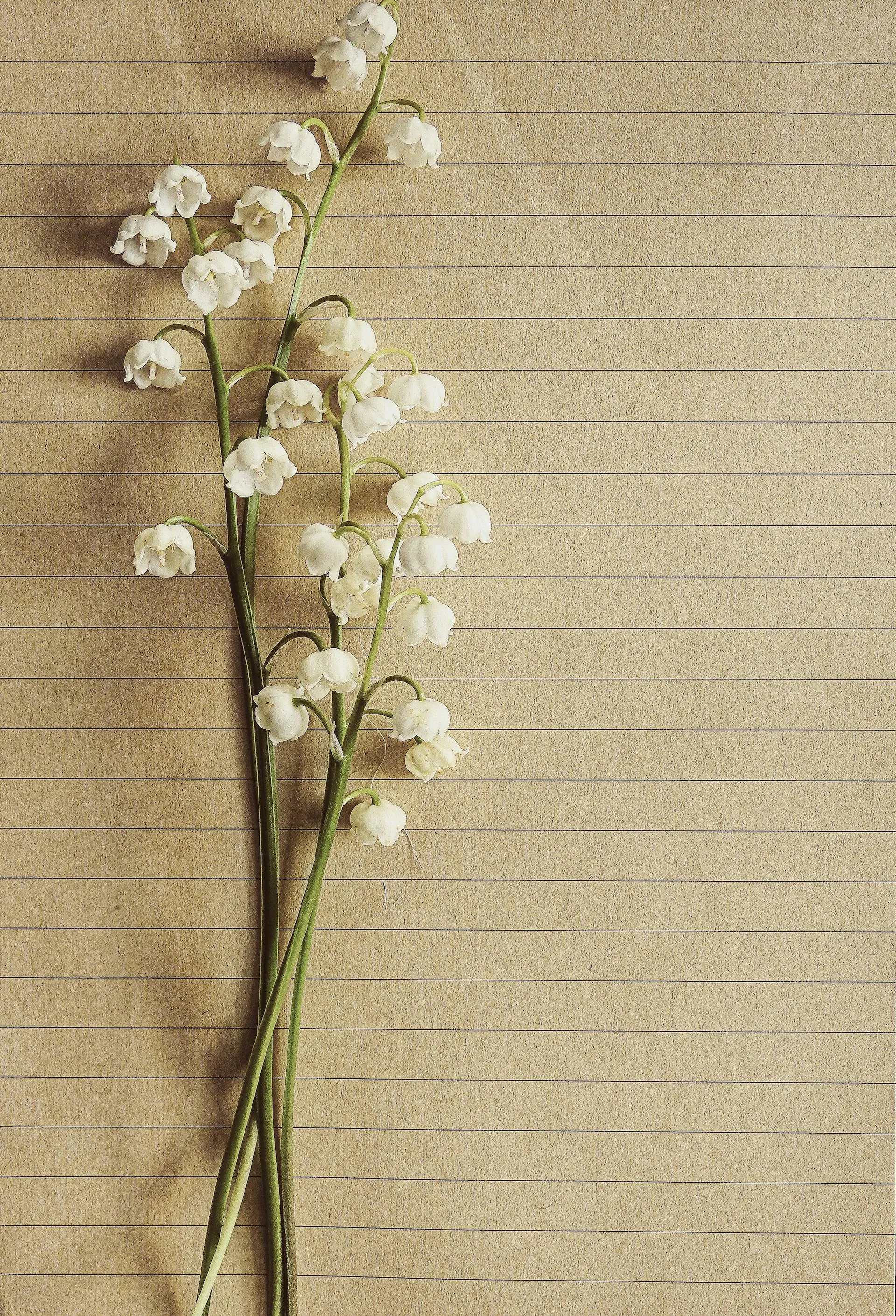 Small white flowers on textured paper, representing reflection and emotional processing