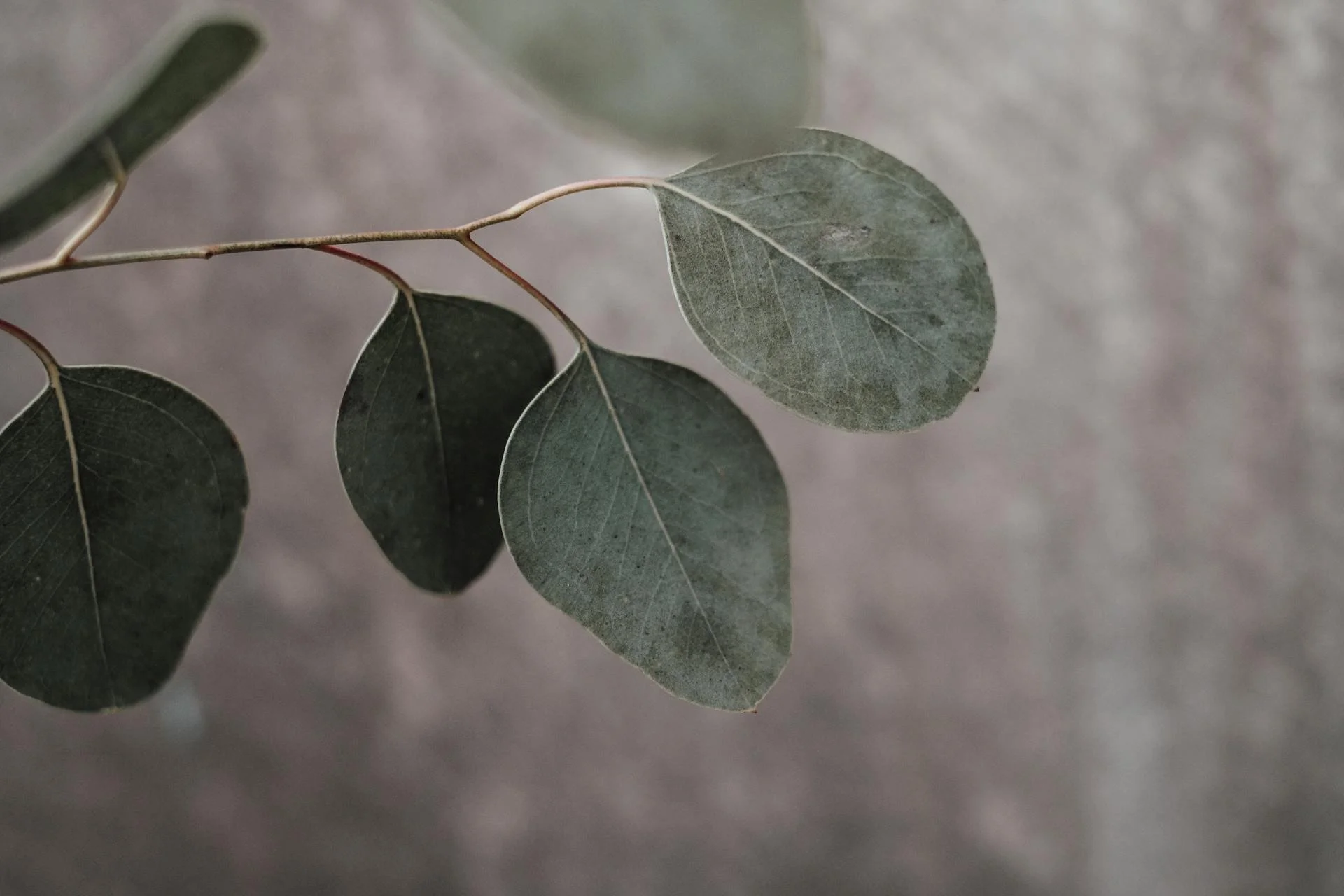 Close-up of eucalyptus leaves against a gray background, calm and grounded tone for sensitive people