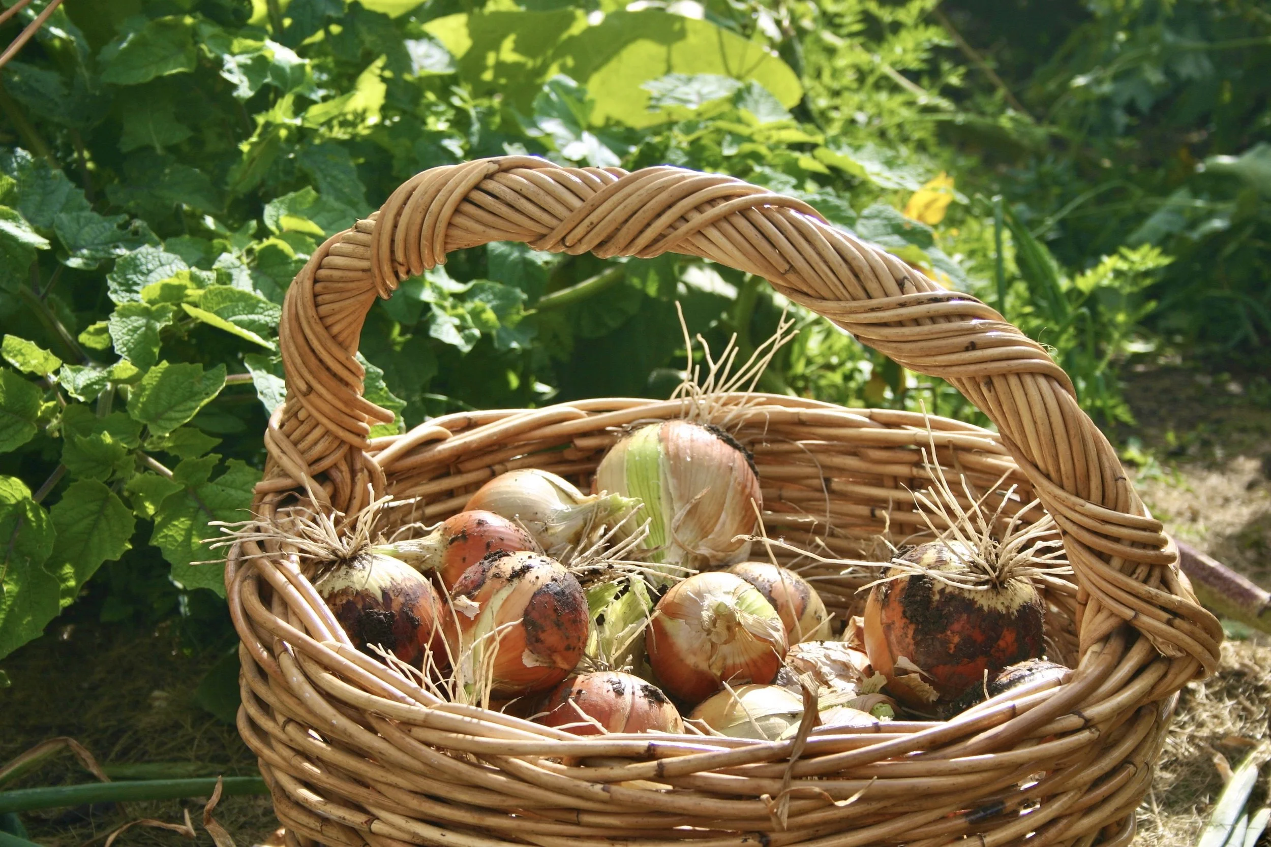 A bountiful onion harvest. Grisak.jpeg