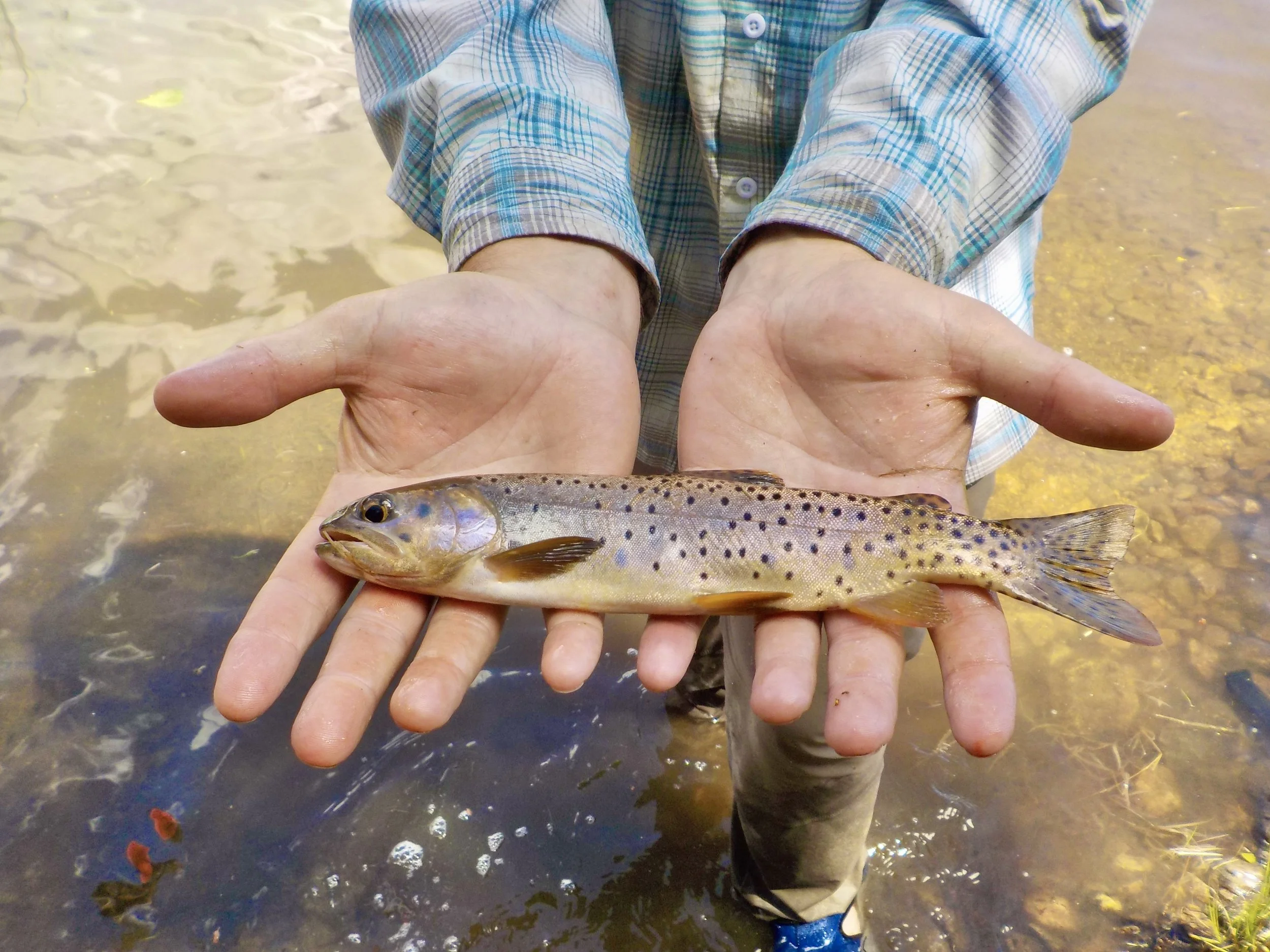 gentic sampling cutthroat 2.jpeg