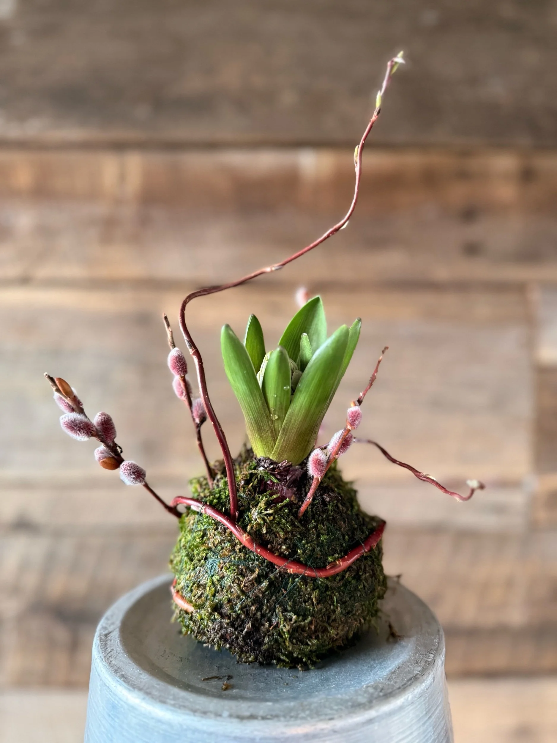 Hyacinth & Pussy Willow Kokedama Workshop
