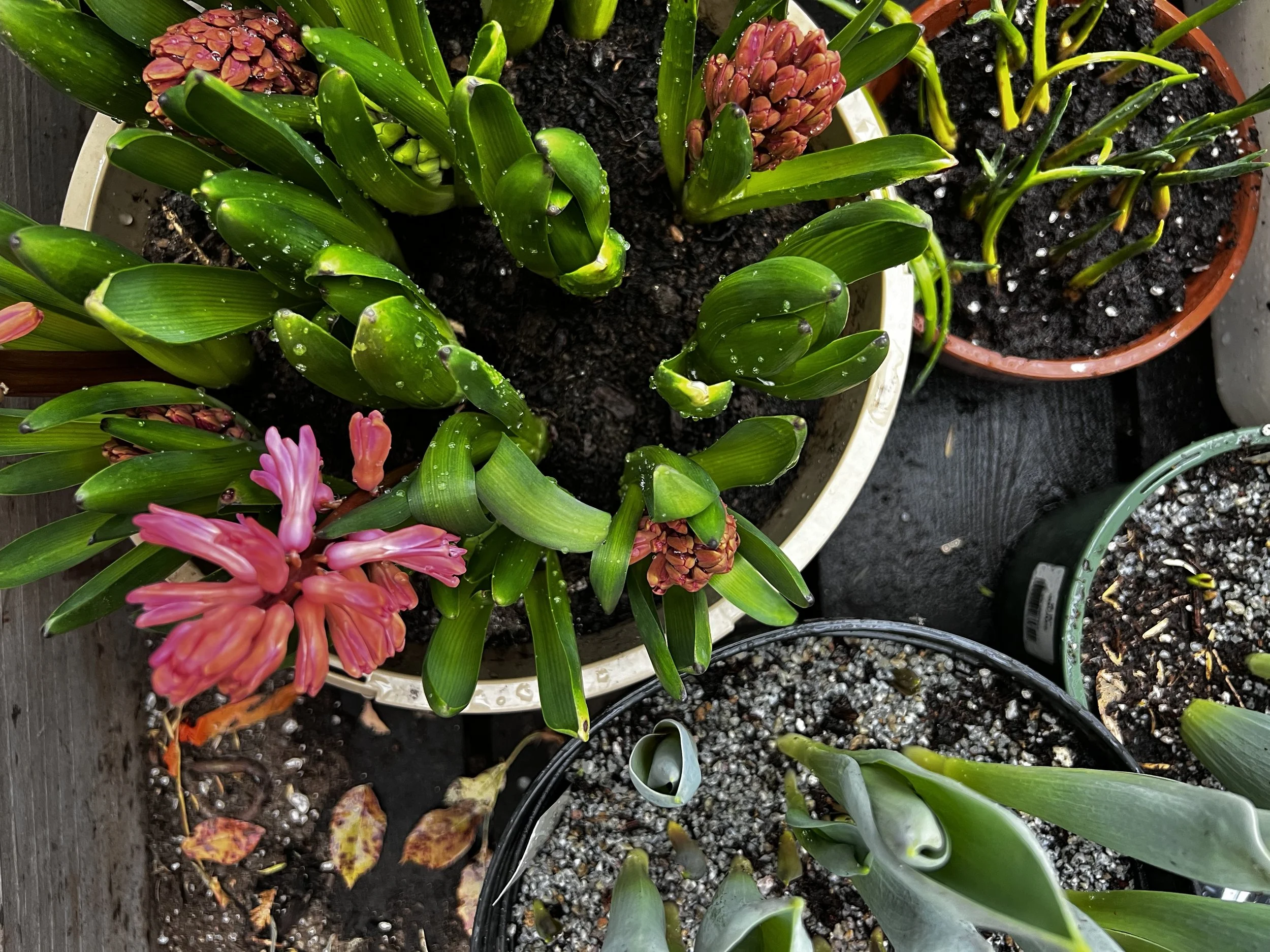 Hyacinth & Pussy Willow Kokedama Workshop