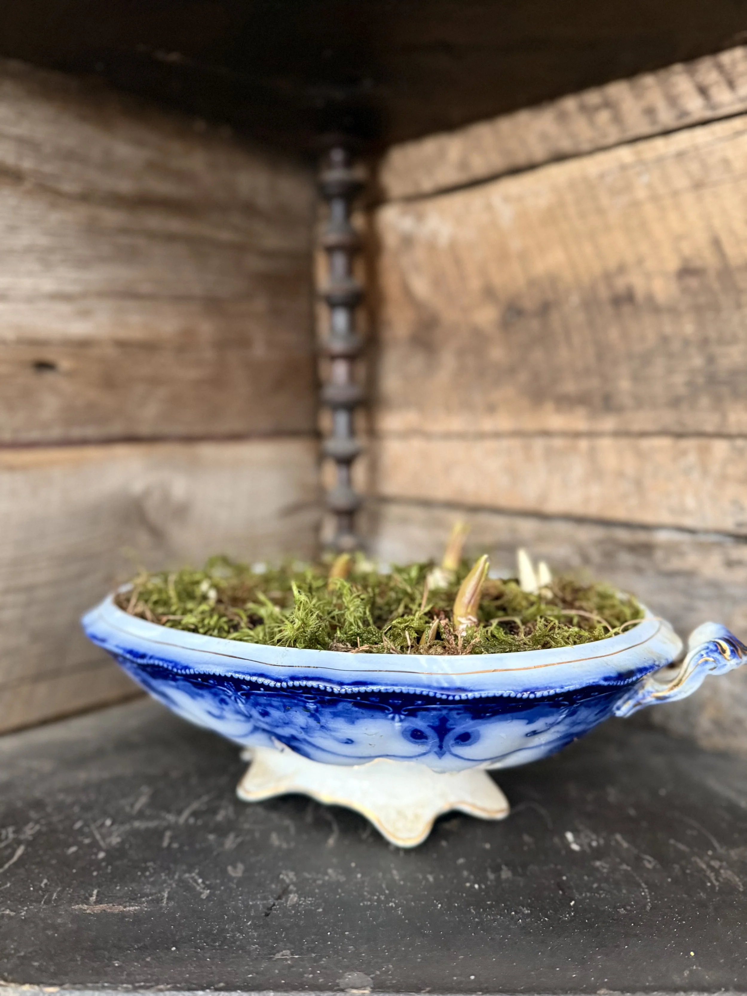 Mini Bulb Garden Workshop