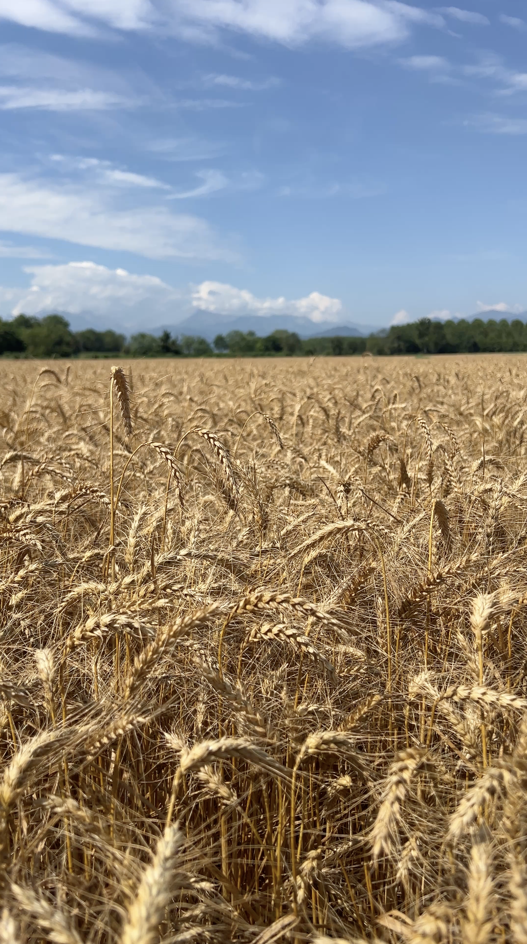 SOCIAL (Short content)