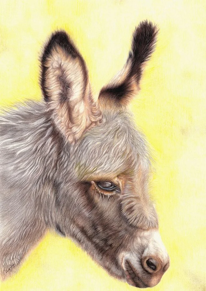 Donkey - Naturally Grey