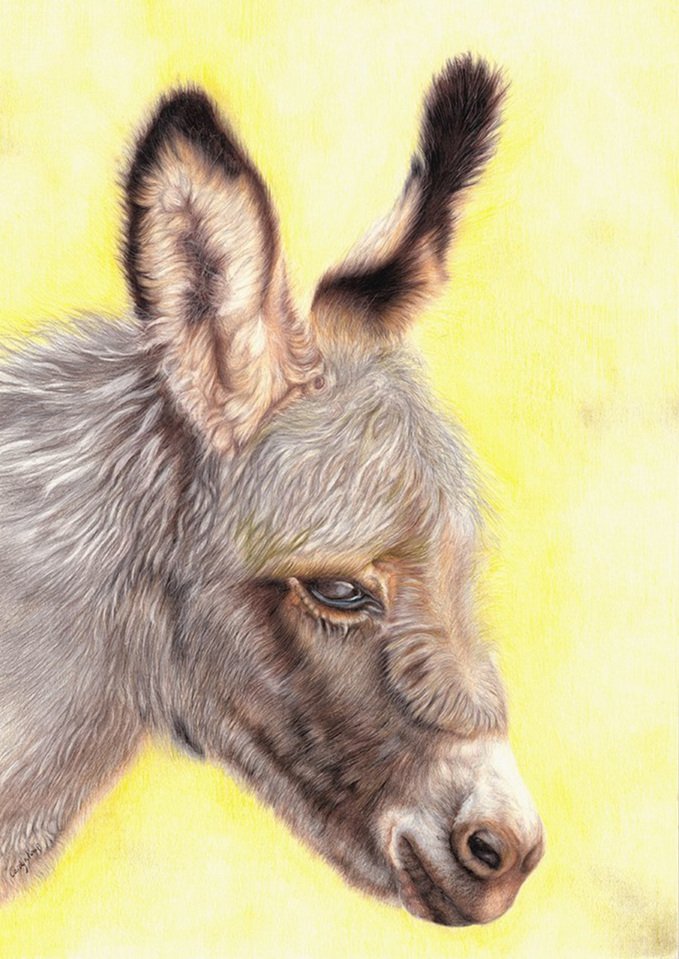 Donkey - Naturally Grey