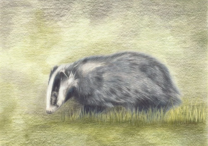 Badger - Slug hunt