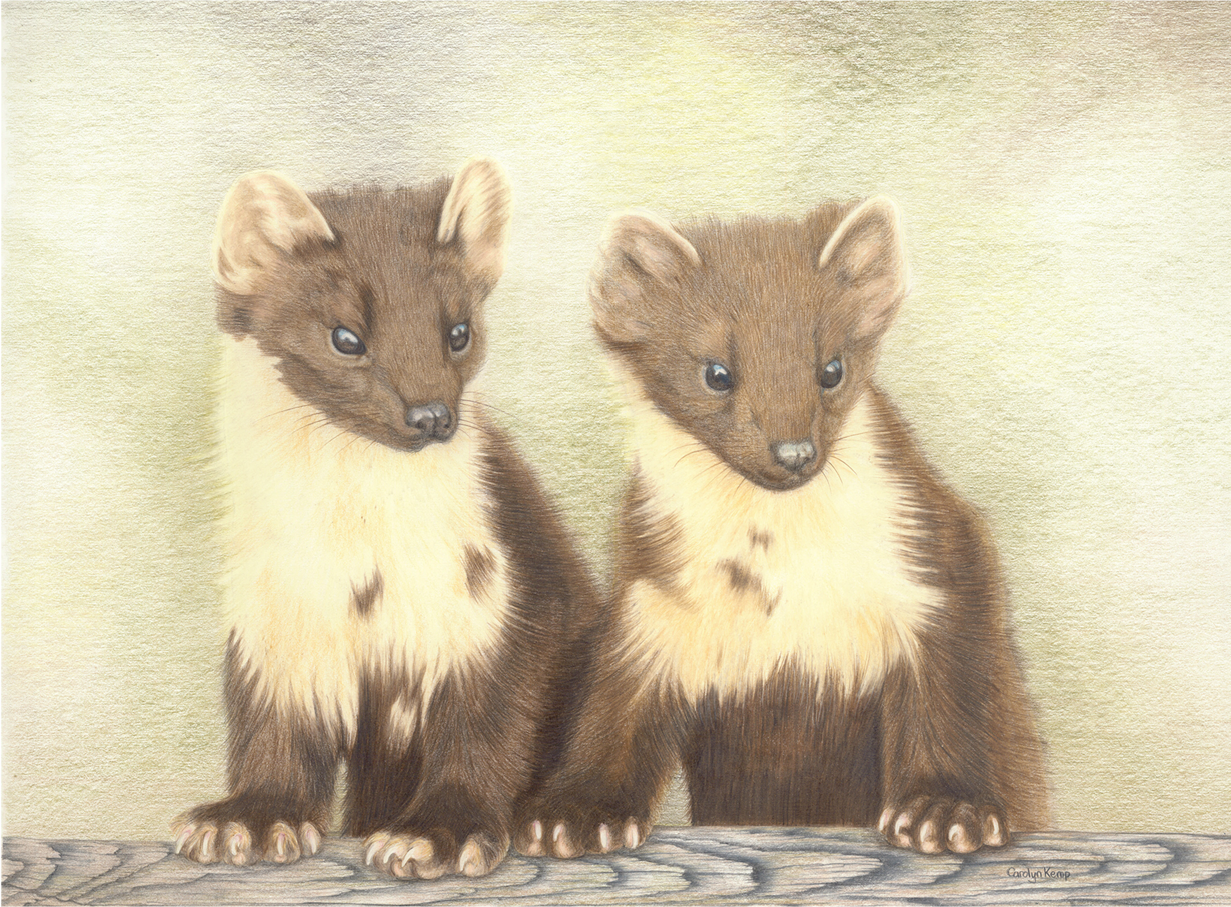 104. Pine Marten - Curiosity.png