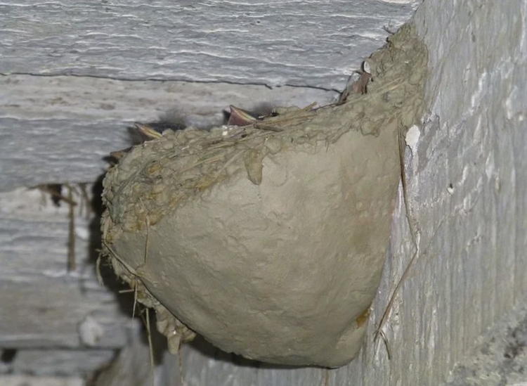 BARS_nest.jpeg