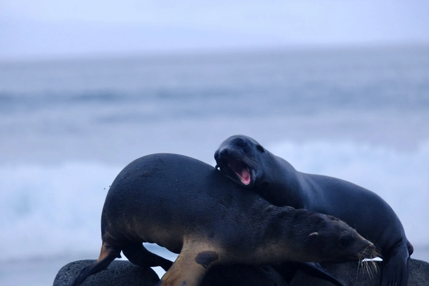 Weixin Image_20250204151916.jpg