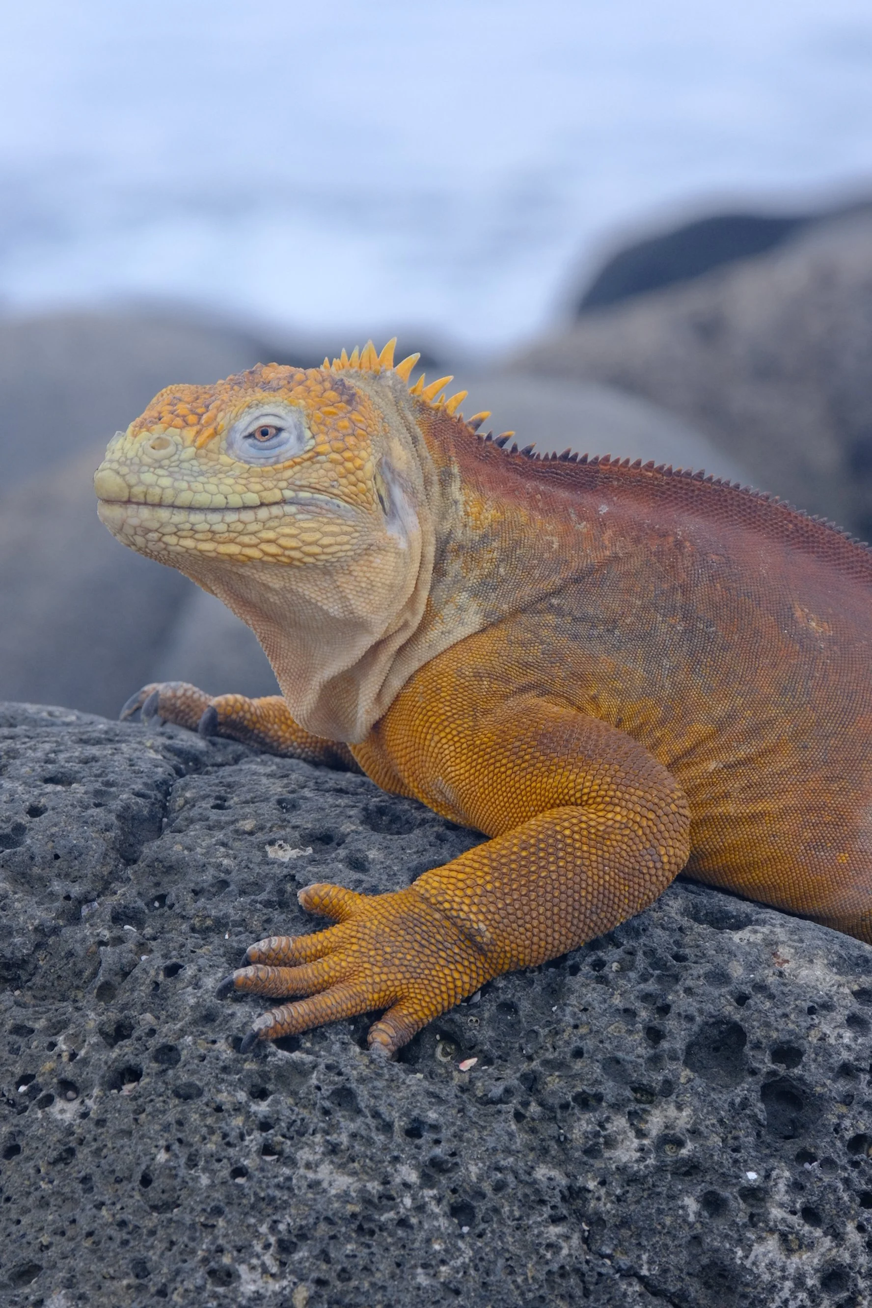 Weixin Image_20250204151734.jpg