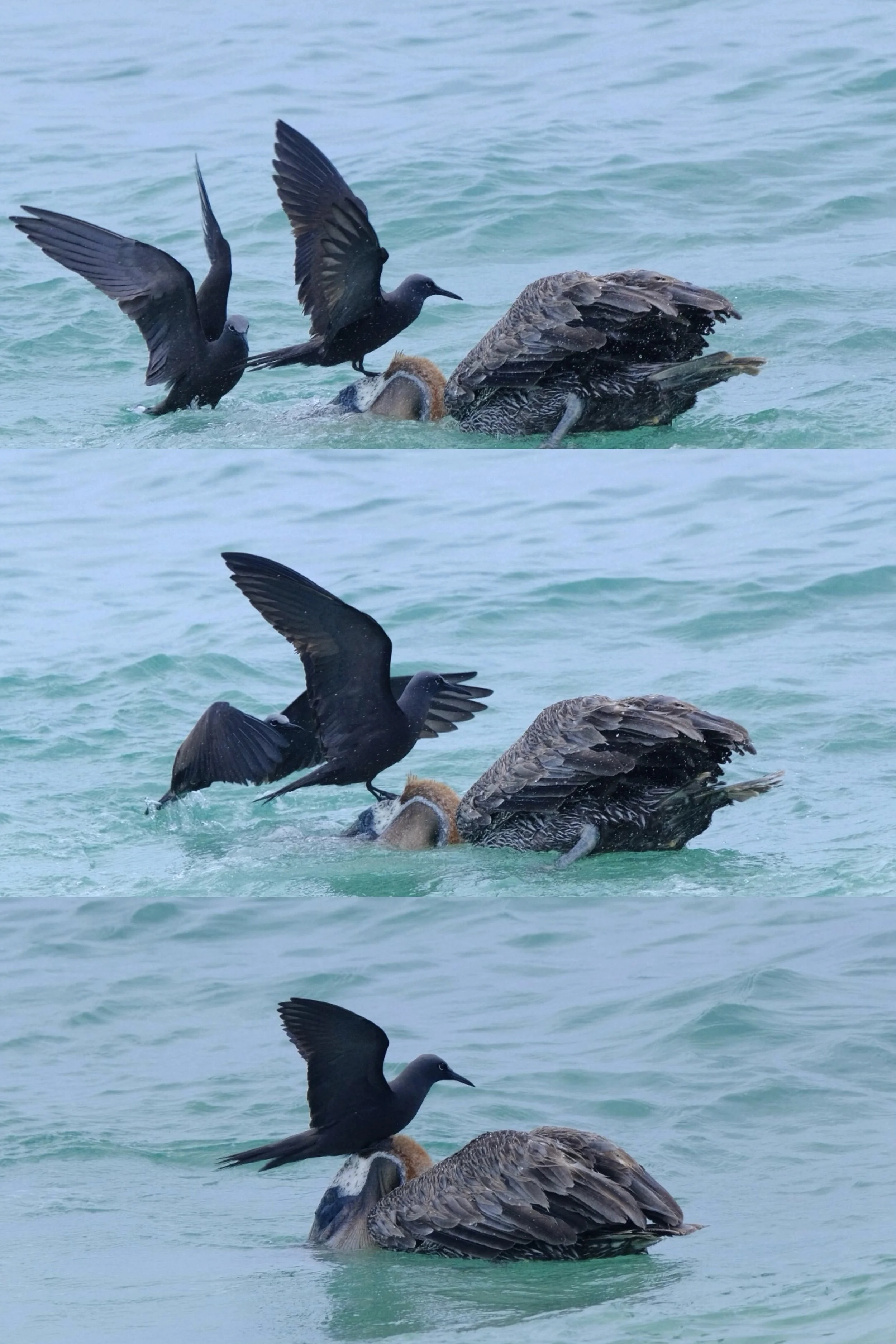 Weixin Image_20250204134508.jpg