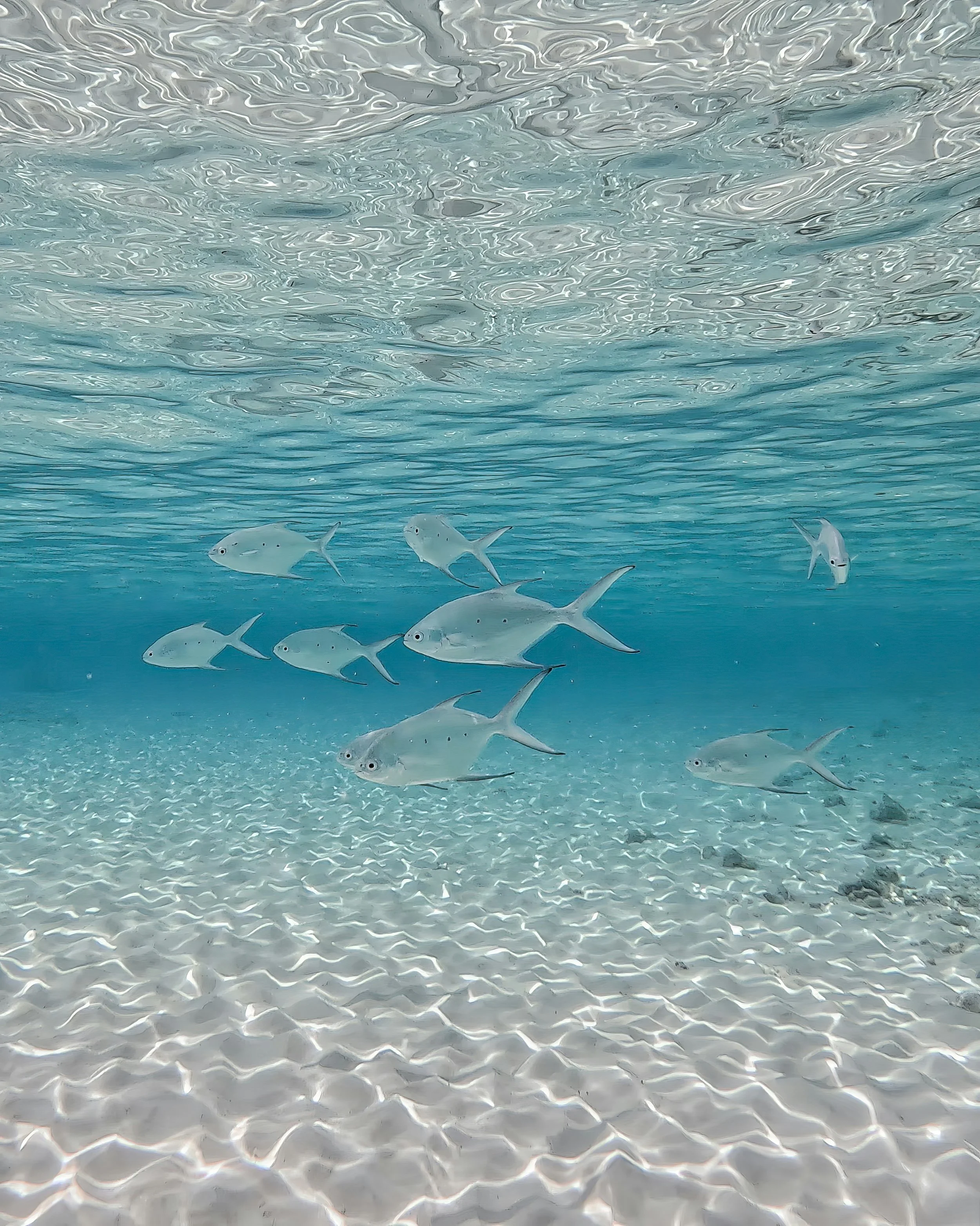 School of silver fish swimming in clear blue water near sandy ocean floor.