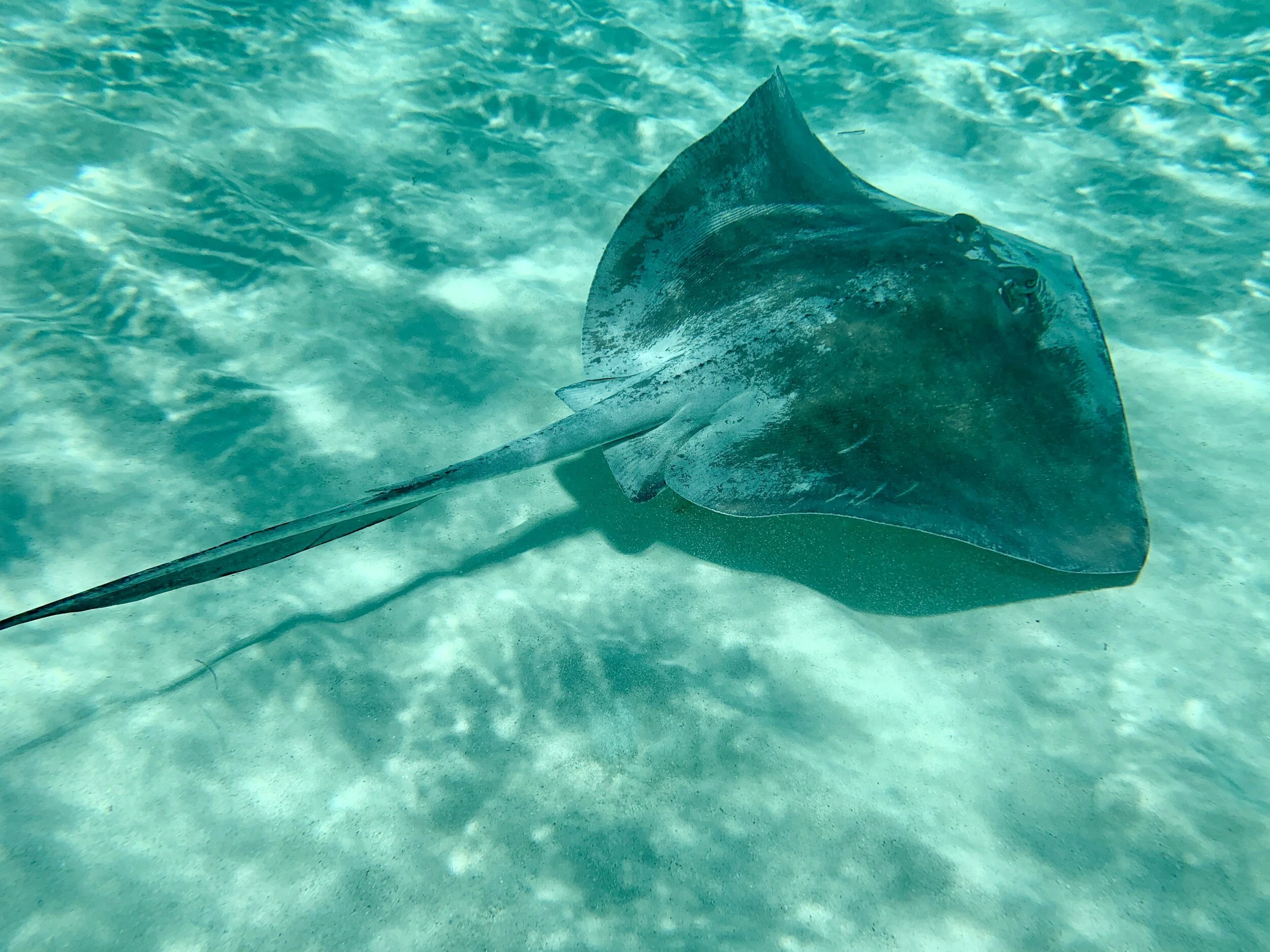 A stingray swimming close to Stingray City.