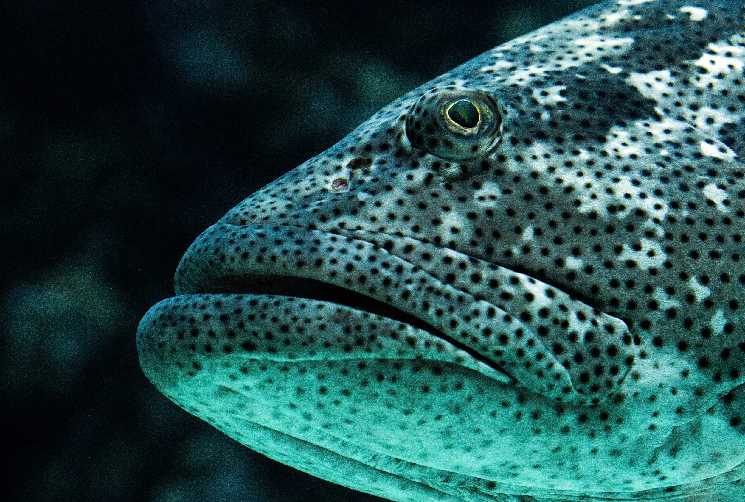 Close-up of a speckled fish with textured skin and a prominent eye in underwater setting.