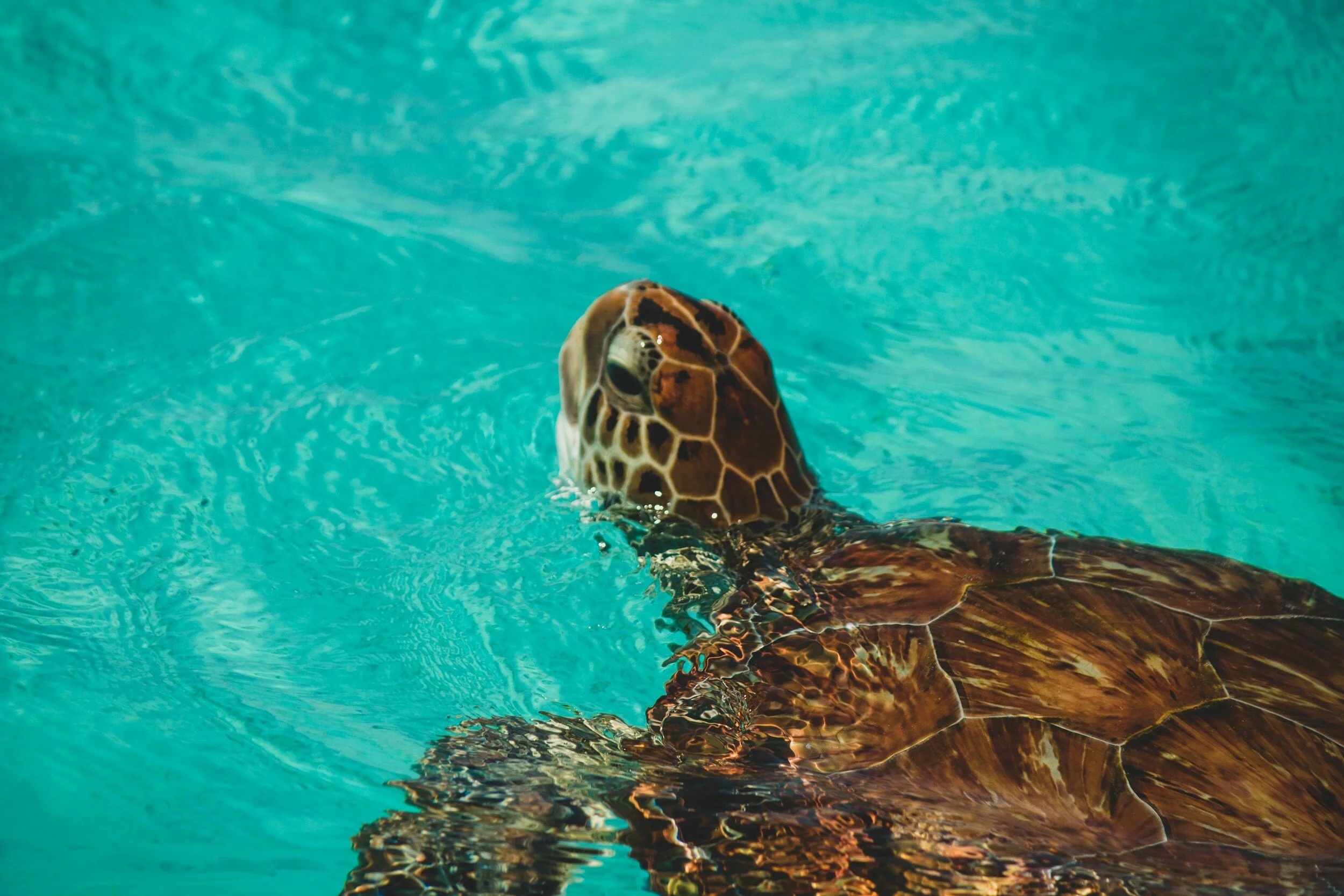 A sea turtle swimming in turquoise water, with its head submerged and facing forward.