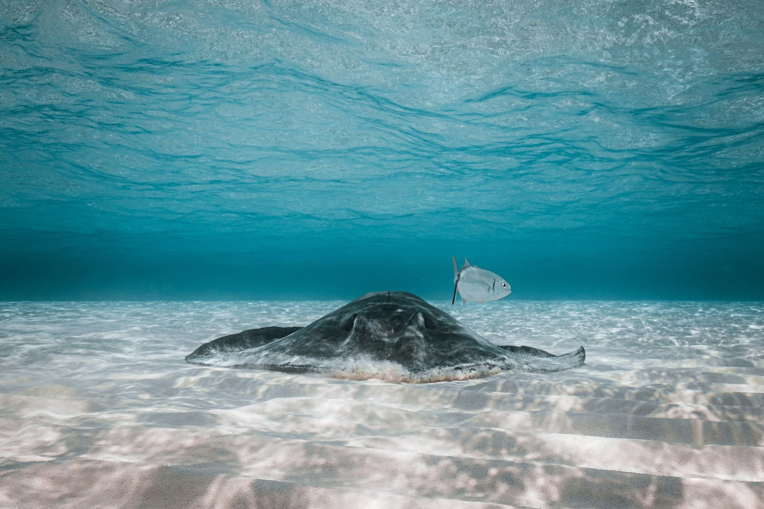 A manta ray resting on the sandy ocean floor with a fish swimming nearby in clear blue water.