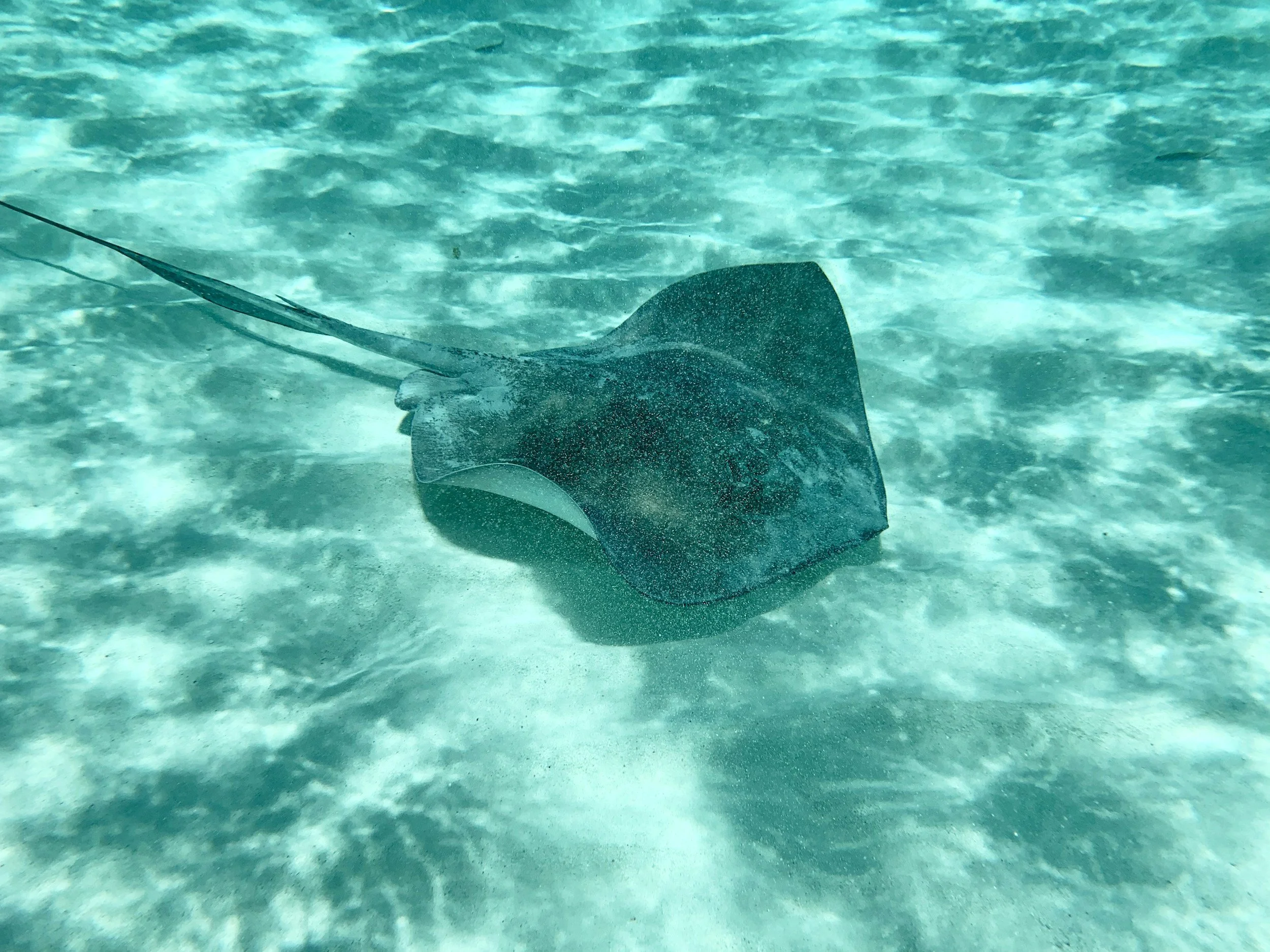 STINGRAY CITY SANDBAR