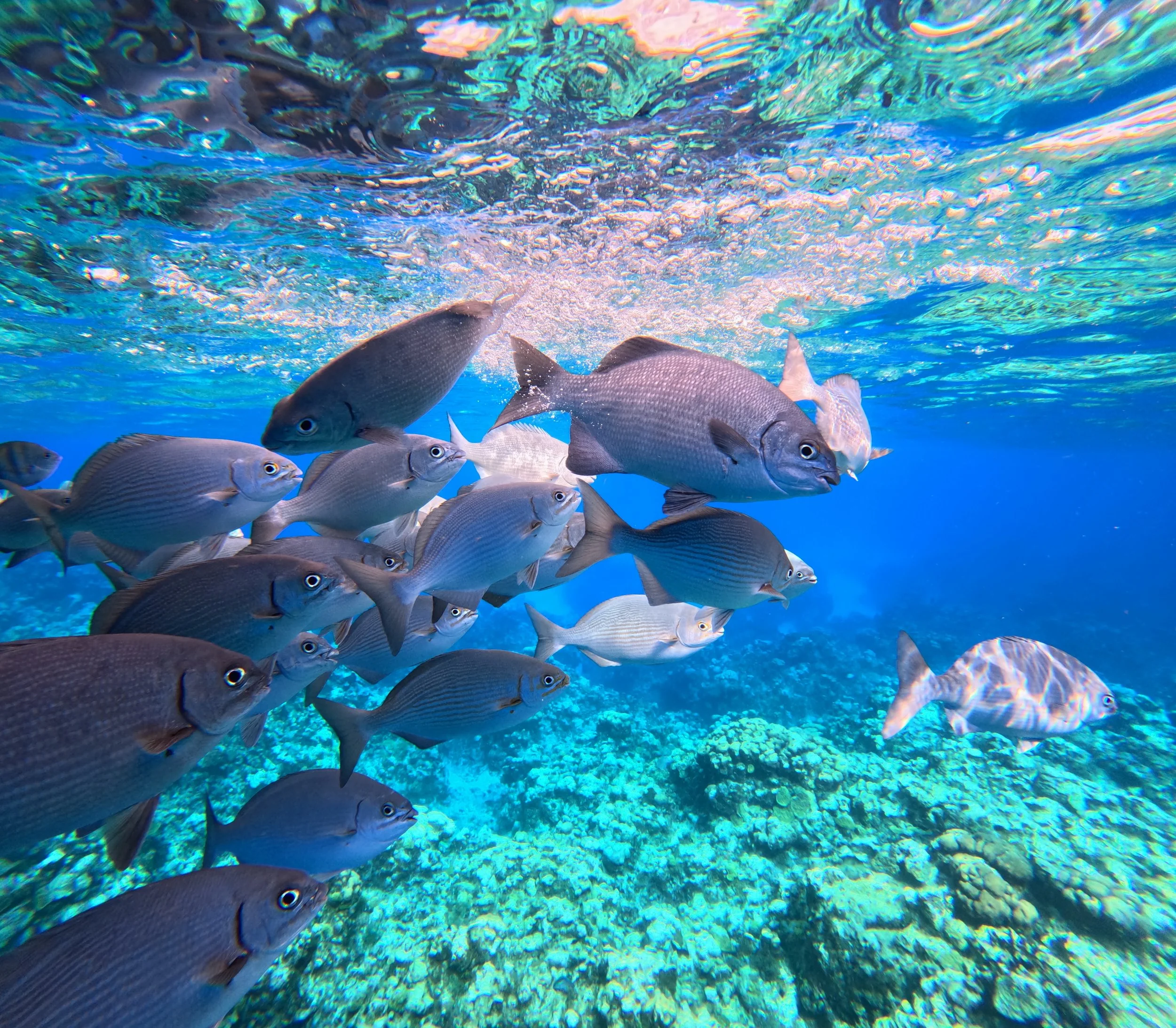 EXPLORE CAYMAN’S MARINE LIFE &amp; REEFS