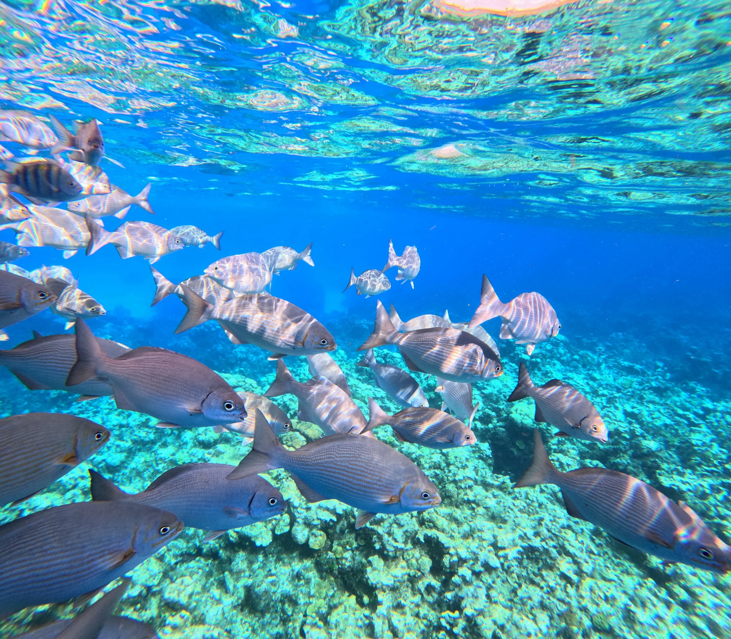 School of tropical fish swimming over coral reef underwater in clear blue ocean.