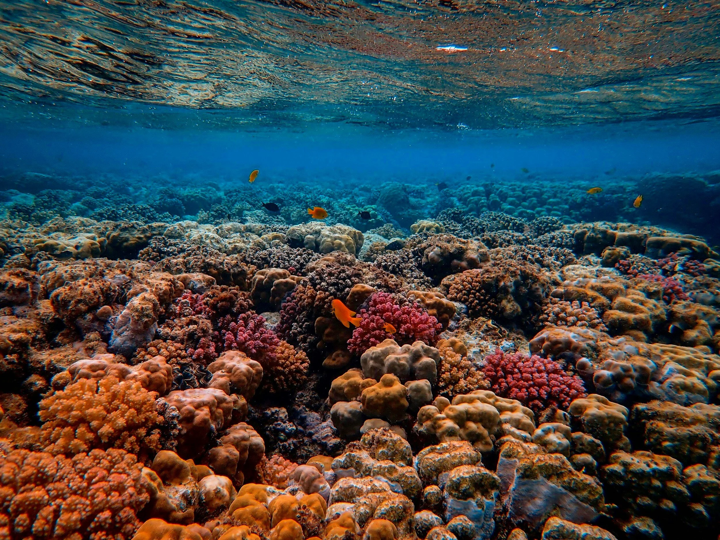 Underwater view of colorful coral reef with small fish swimming around.