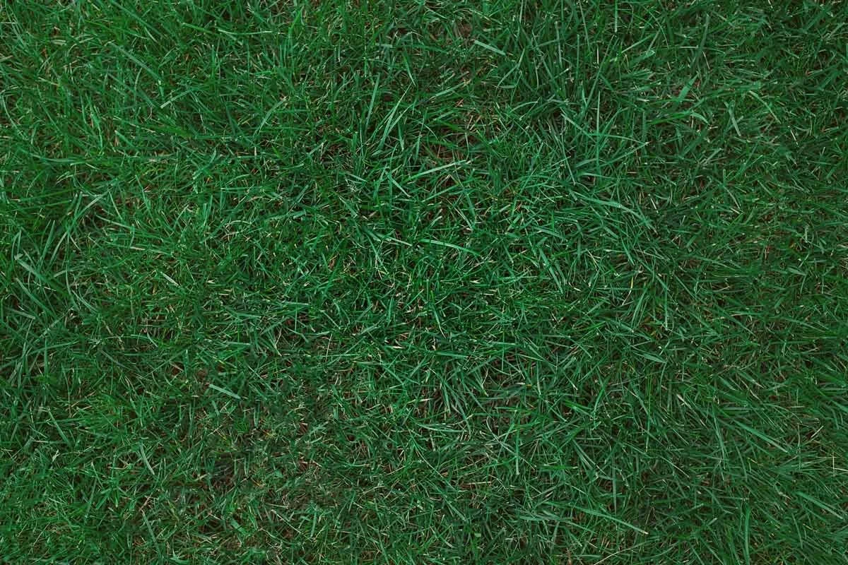 How Often Should You Water Your Lawn in Colorado?