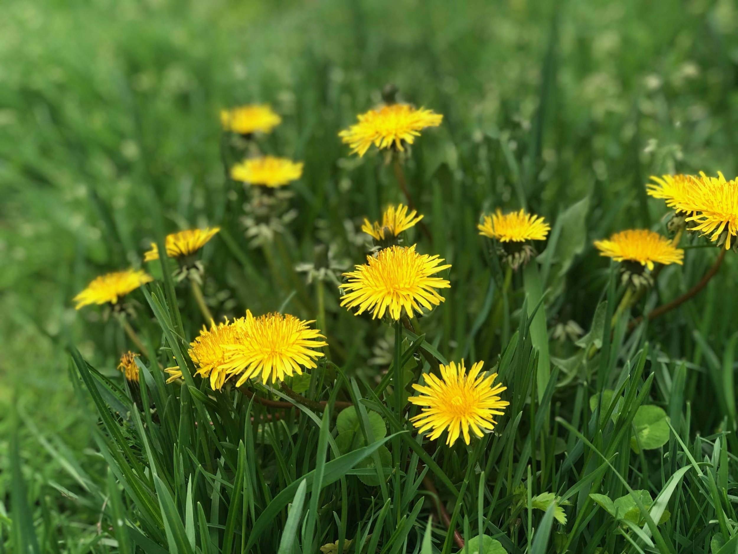 Common Lawn Weeds in Colorado (and how to stop them!)