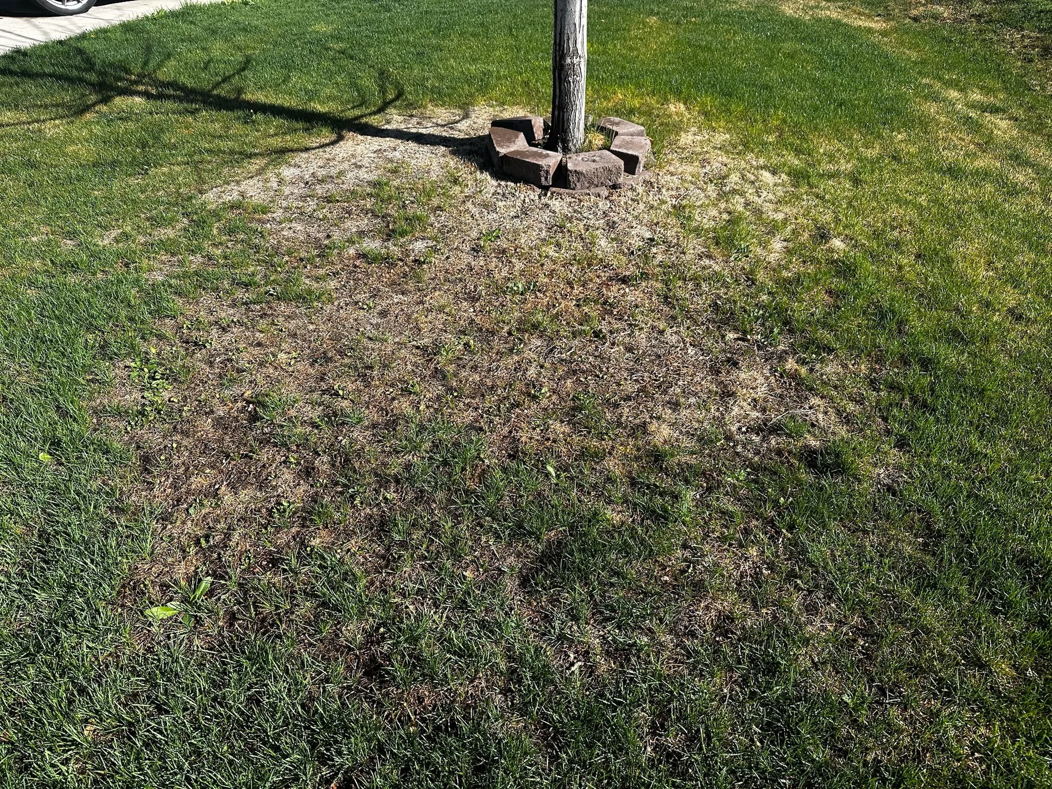 Why Colorado Lawns Turn Brown in Summer