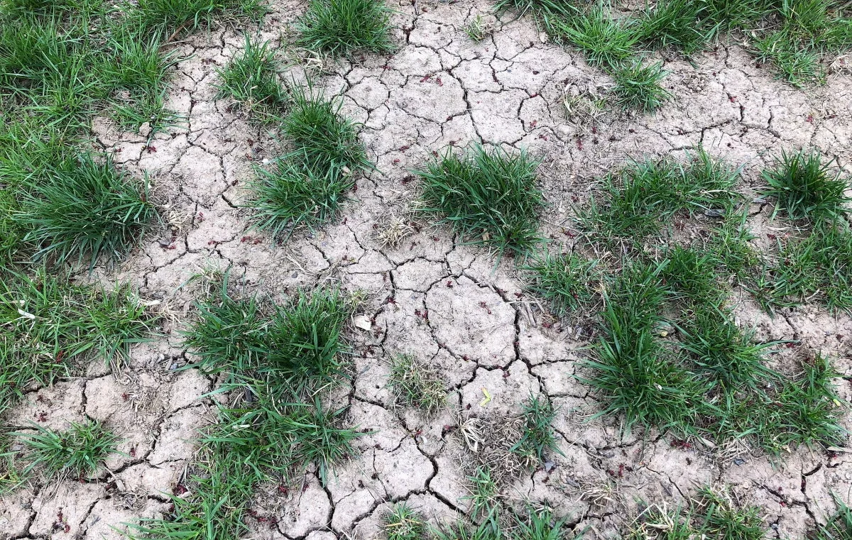 How to Protect Your Lawn During Extreme Colorado Heat